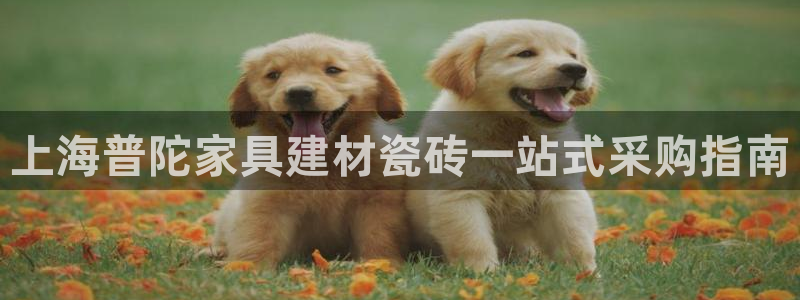 杏鑫平台是黑平台吗