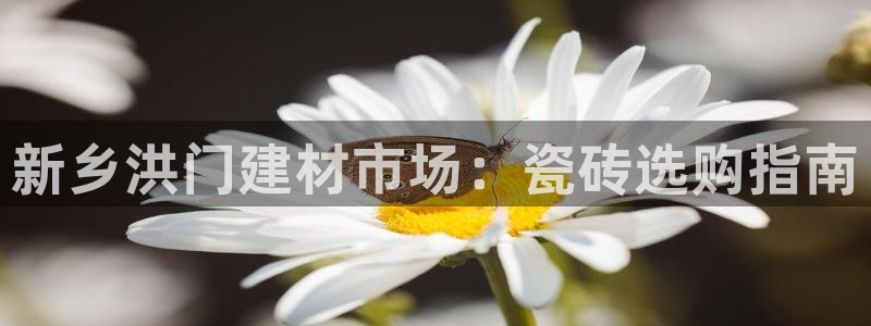 杏鑫平台代理注册流程及费用