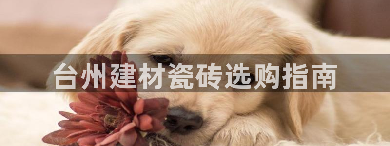 杏鑫平台代理怎么样啊
