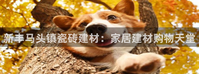 杏鑫平台怎么样